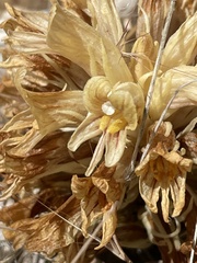 Aphyllon californicum feudgei