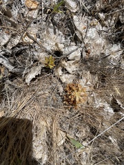 Aphyllon californicum feudgei