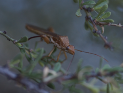 Hyalymenus subinermis