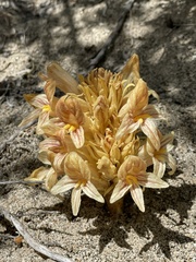 Aphyllon californicum feudgei