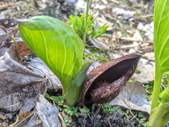 Symplocarpus foetidus