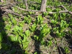 Symplocarpus foetidus