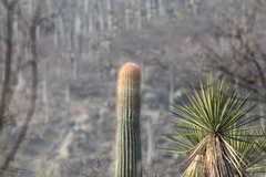 Cephalocereus macrocephalus