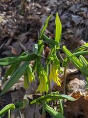 Uvularia grandiflora