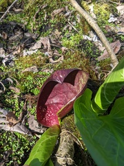 Symplocarpus foetidus