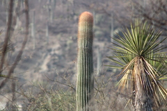 Cephalocereus macrocephalus