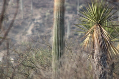 Cephalocereus macrocephalus