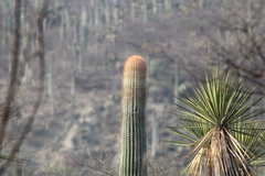 Cephalocereus macrocephalus
