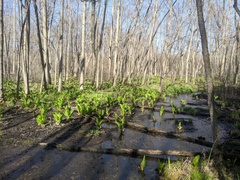 Symplocarpus foetidus