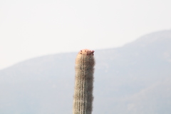 Cephalocereus macrocephalus