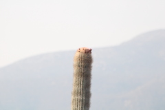 Cephalocereus macrocephalus