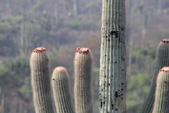 Cephalocereus macrocephalus