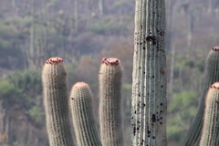Cephalocereus macrocephalus