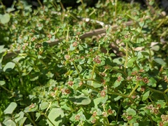 Chrysosplenium americanum