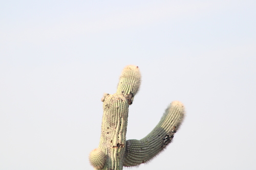 Cephalocereus tetetzo (Cephalocereus tetetzo)