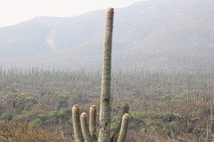 Cephalocereus macrocephalus