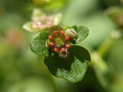 Chrysosplenium americanum