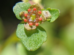 Chrysosplenium americanum