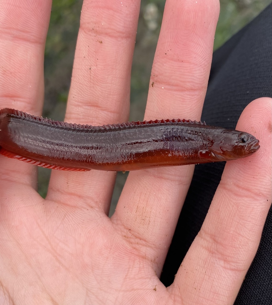 Ribbon Pricklebacks
