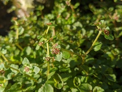 Chrysosplenium americanum