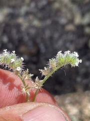 Cryptantha pterocarya purpusii