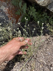 Cryptantha pterocarya purpusii