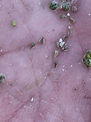 Cryptantha pterocarya purpusii