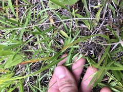 Coreopsis grandiflora inclinata
