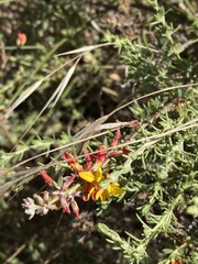 Acmispon glaber glaber