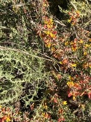 Acmispon glaber glaber