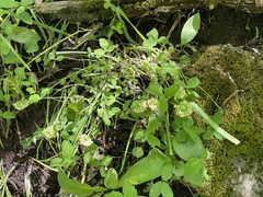 Trifolium kentuckiense
