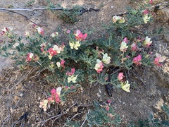 Acmispon grandiflorus