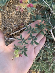 Acmispon grandiflorus