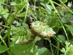 Trifolium kentuckiense