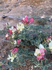 Acmispon grandiflorus