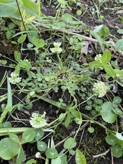 Trifolium kentuckiense