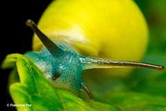 Drymaeus sallei