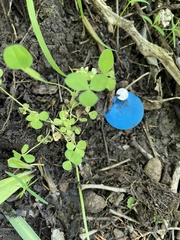Trifolium kentuckiense