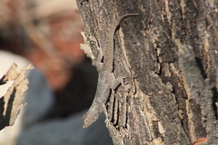 Sceloporus gadoviae