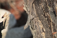 Sceloporus gadoviae