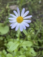 Astranthium integrifolium