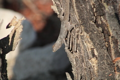 Sceloporus gadoviae