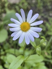 Astranthium integrifolium