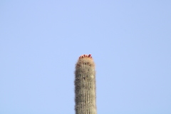 Cephalocereus macrocephalus