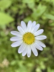 Astranthium integrifolium