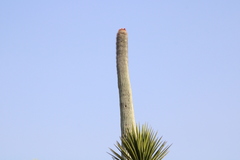 Cephalocereus macrocephalus