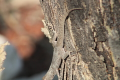 Sceloporus gadoviae