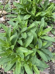 Digitalis grandiflora