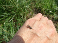 Haematopota pluvialis