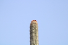 Cephalocereus macrocephalus